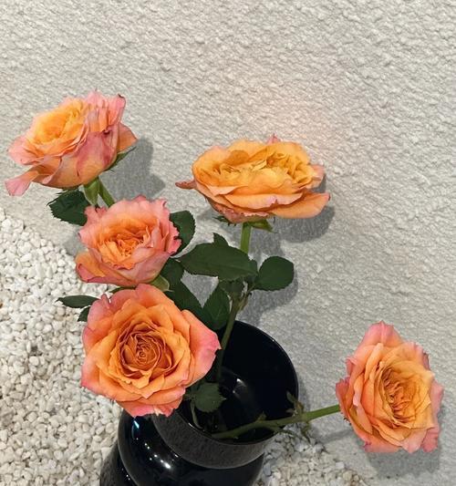 鸟嘴里的玫瑰花语有何寓意？适合送谁？
