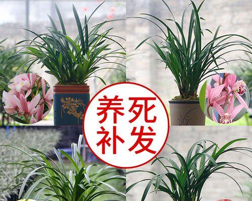 土养墨兰的花语是什么？这种兰花代表了哪些美好寓意？
