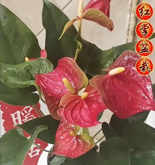 红掌开花的秘诀是什么？