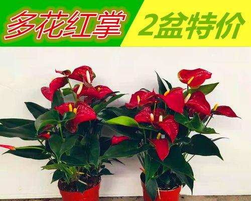 红掌开花的秘诀是什么？