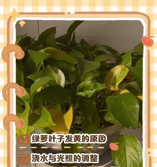绿罗叶子发黄的原因是什么？如何有效处理？