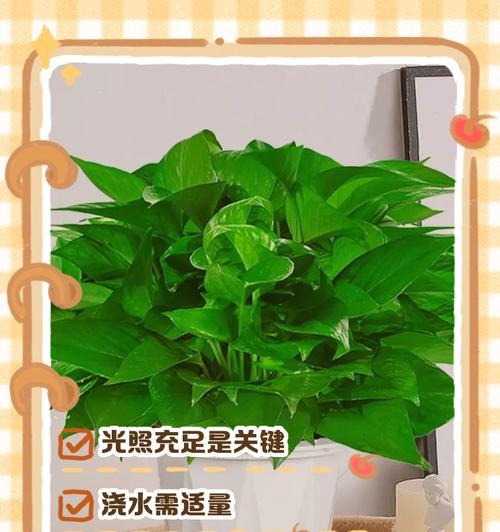 绿萝发黄怎么办？如何恢复其绿色生机？
