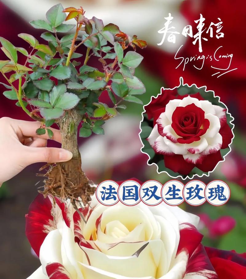 伯爵玫瑰花的花语是什么？它代表了哪些情感？