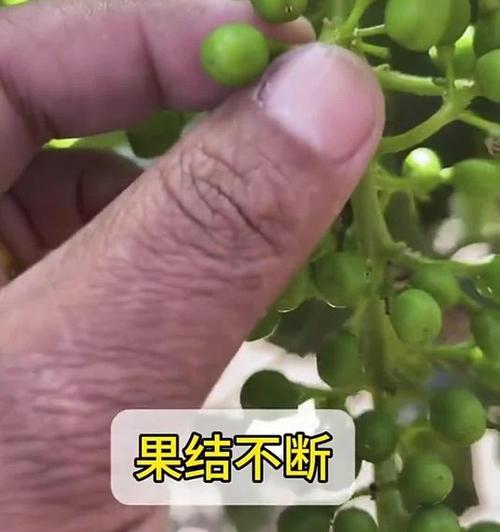 盆栽葡萄不爬藤怎么办？有哪些管理技巧？