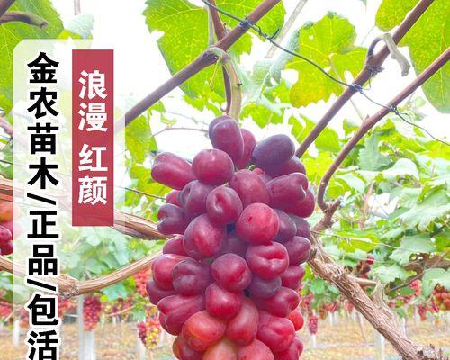 盆栽葡萄不爬藤怎么办？有哪些管理技巧？