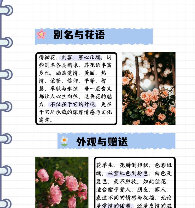 约会时送几朵玫瑰花有何含义？花语代表了什么？