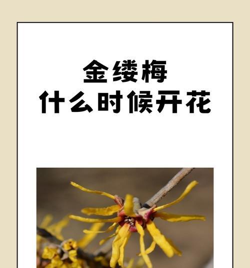 不同花卉的开花时间是什么时候？
