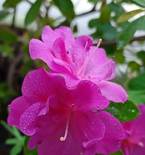 不同花卉的开花时间是什么时候？