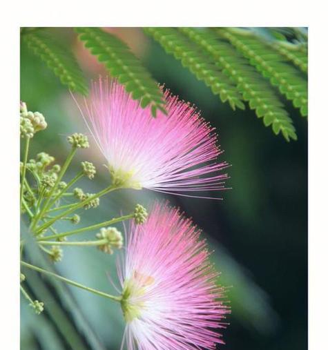 合欢花满眼醉意的花语有何含义？
