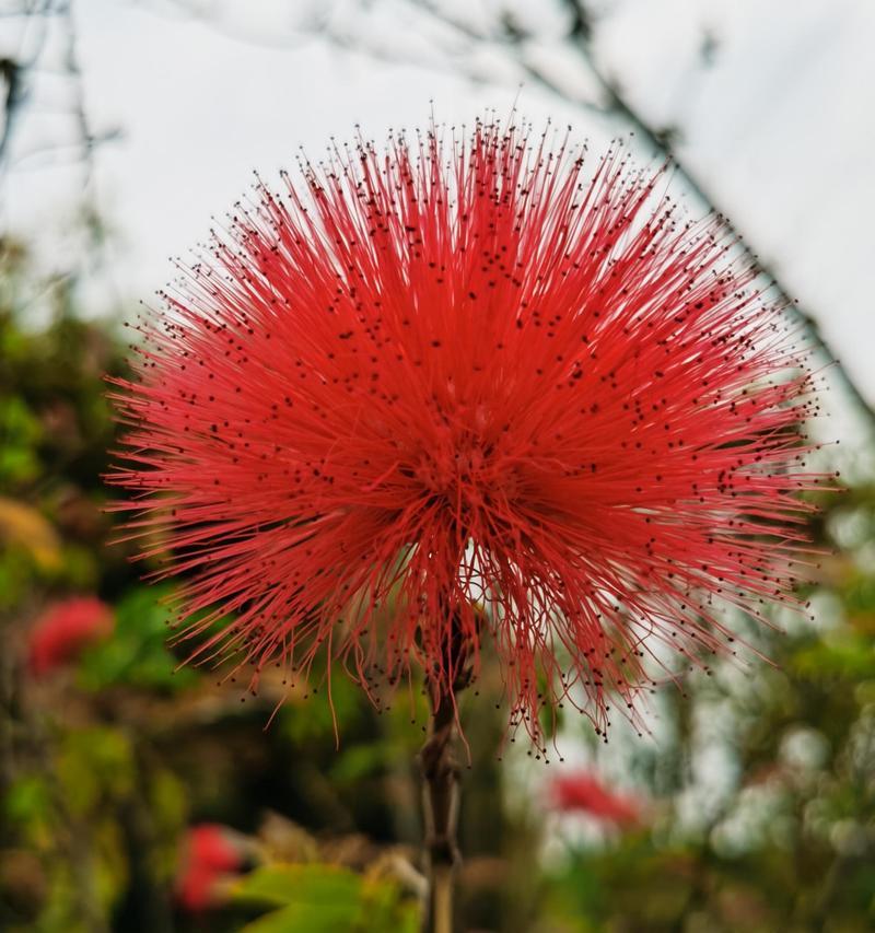 合欢花满眼醉意的花语有何含义？