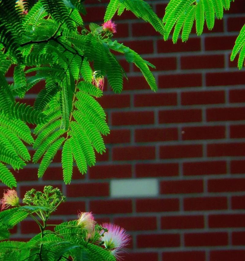 合欢花满眼醉意的花语有何含义？