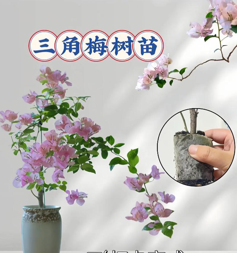 三角梅种植的正确方法是什么？