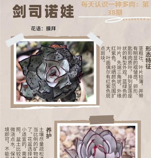 多肉花卷的寓意是什么？花语中隐藏了哪些信息？