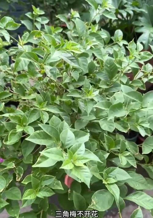 三角梅种植的正确方法是什么？