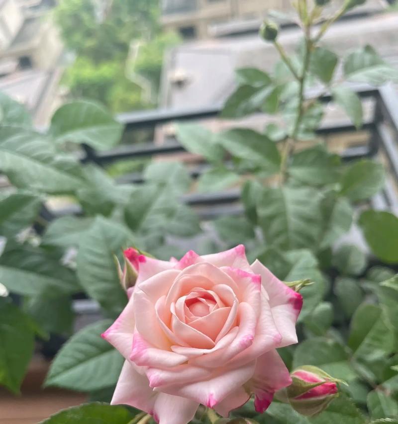 折射花语的象征意义是什么？
