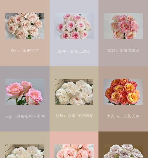 折射花语的象征意义是什么？