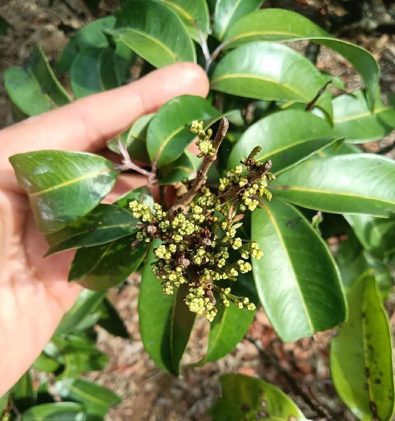 抹莉花的养护技巧是什么？如何解决抹莉花不开花的问题？