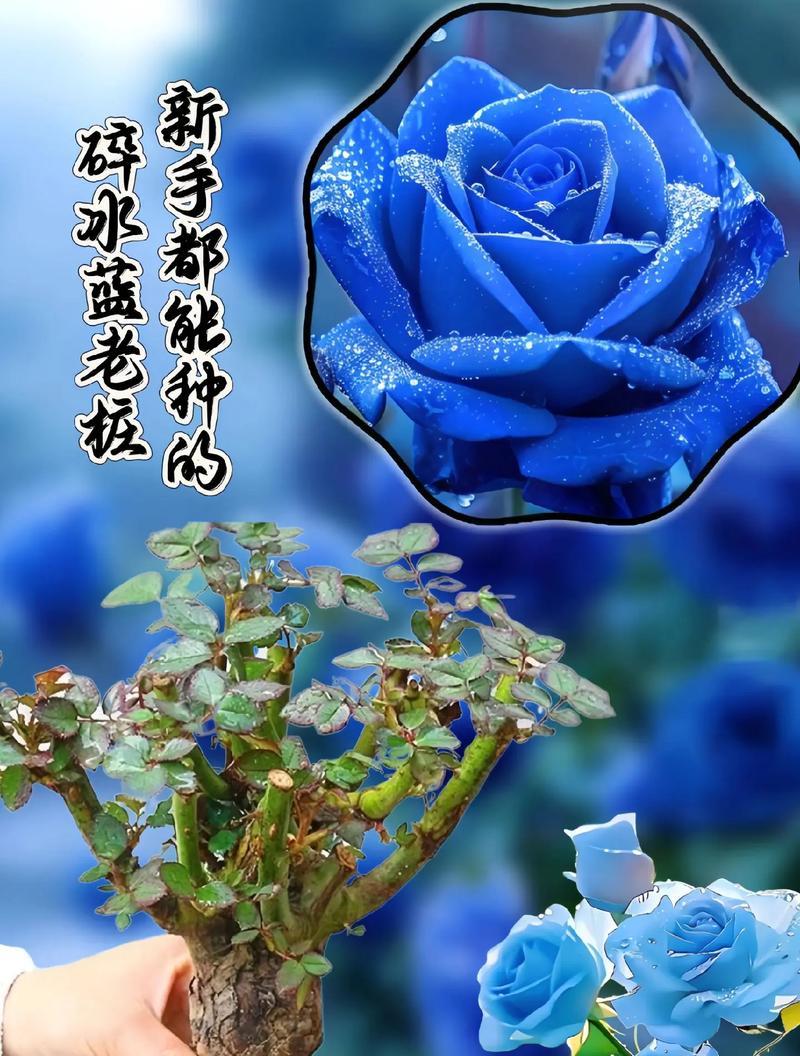 十二月的祈愿花语有哪些？它们各自代表了什么？
