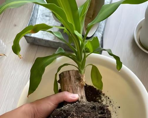 巴西木树干发芽的条件是什么？如何促进巴西木快速发芽？