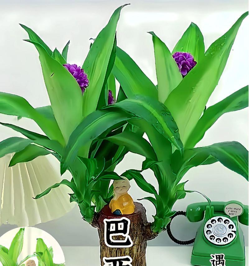 巴西木树干发芽的条件是什么？如何促进巴西木快速发芽？