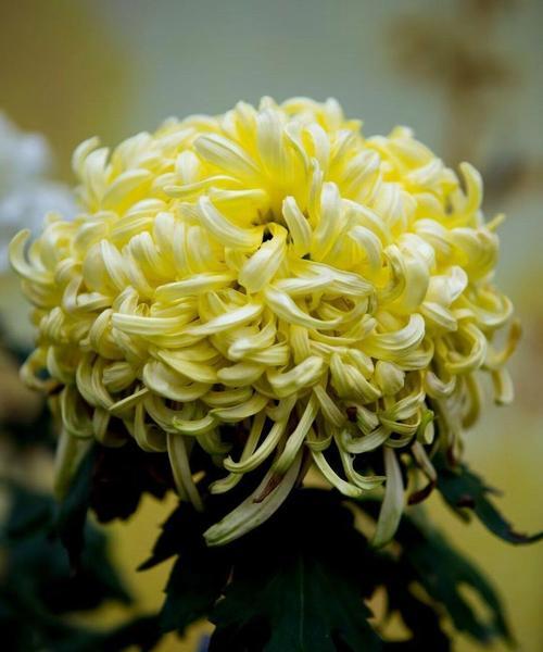 插花用的菊花是什么品种？适合插花的菊花品种有哪些？