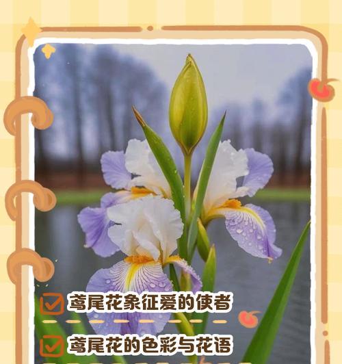 植物的花语有何深意？它传递了哪些情感？