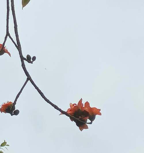 木棉什么时候开花？木棉的花期是何时？