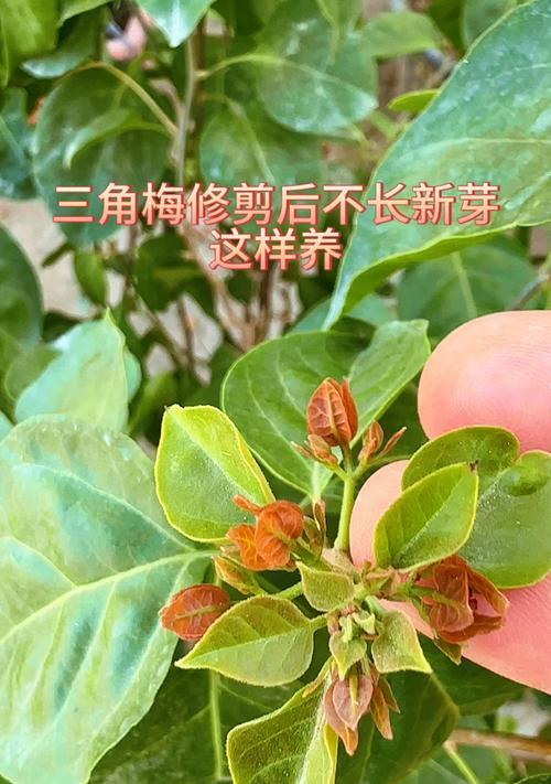 广东地区如何养殖三角梅？有哪些注意事项？