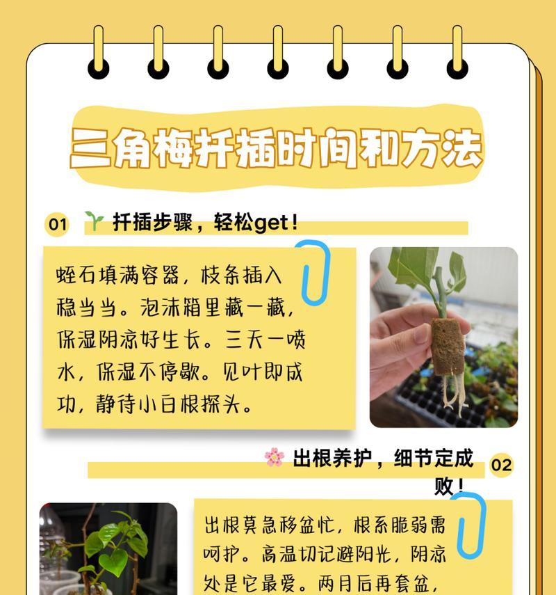 广东地区如何养殖三角梅？有哪些注意事项？