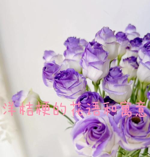 多色桔梗的花语是什么意思？多色桔梗的寓意是什么？