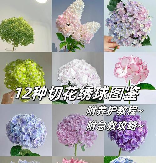 绣球花的养殖技巧是什么？