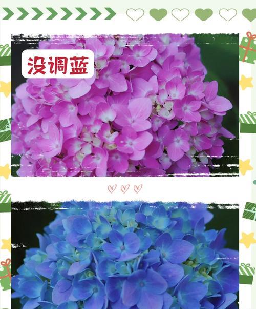 绣球花的养殖技巧是什么？