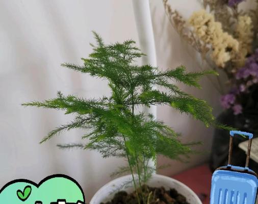 纹竹叶子发黄是什么原因？如何解决纹竹叶子发黄的问题？