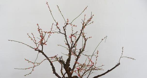 梅花养护需要注意什么？如何保持梅花健康生长？