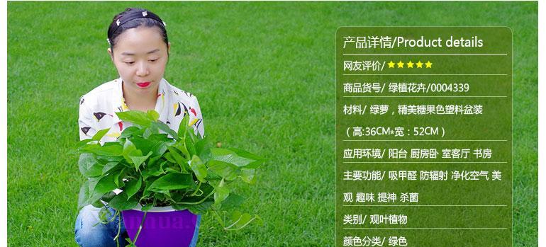 绿萝的花语及其净化空气的特效是什么？