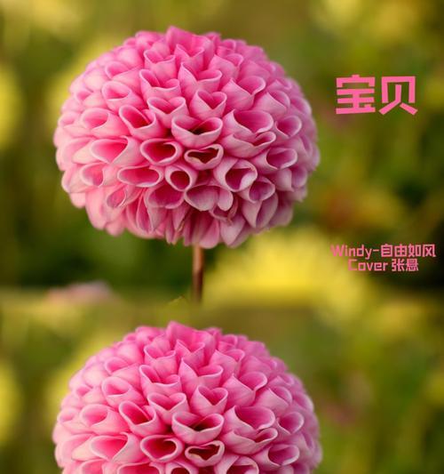 花语清风通常代表了什么？