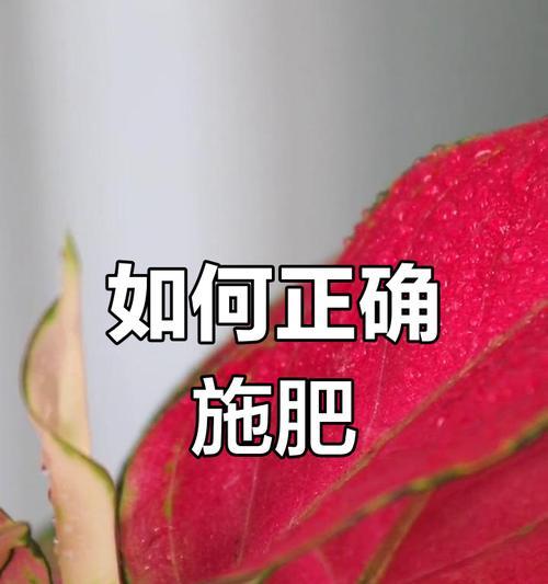 施肥的正确方法和注意事项是什么？