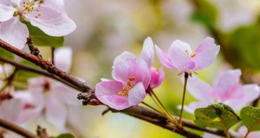 海棠花的开花时间是什么时候？如何促进其开花？