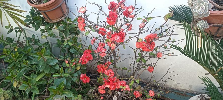 海棠花的开花时间是什么时候？如何促进其开花？