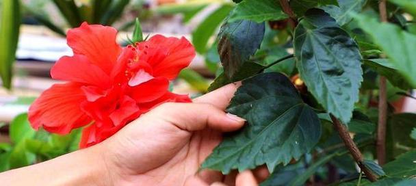 扶桑花修剪的正确方法是什么？