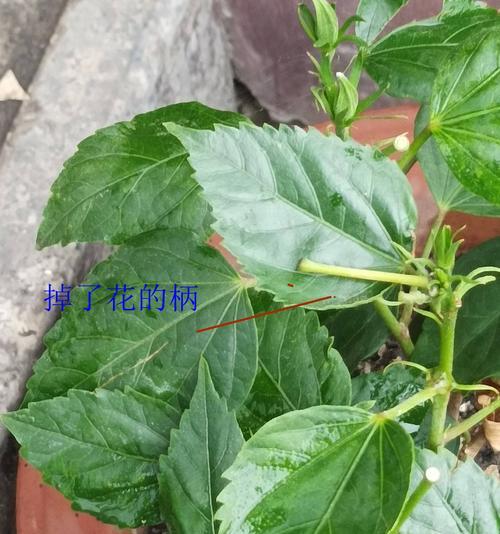 扶桑花修剪的正确方法是什么？