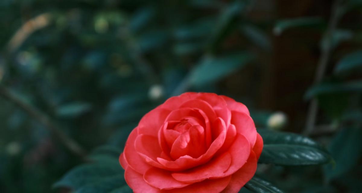 哪种花的花语代表求财？其寓意是什么？