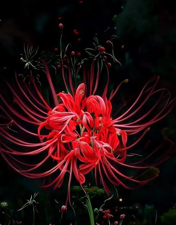 哪种花的花语代表求财？其寓意是什么？