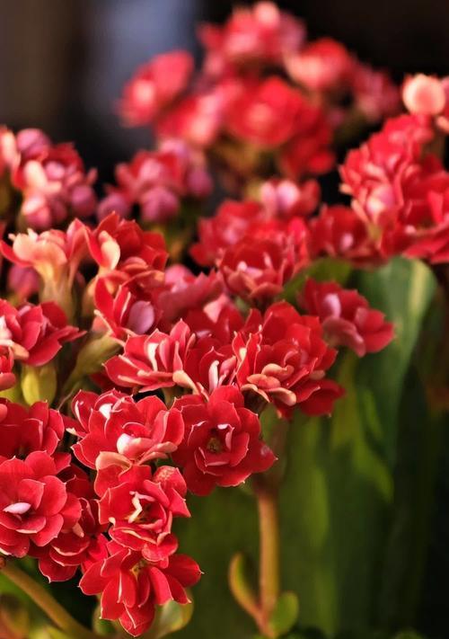 哪种花的花语代表求财？其寓意是什么？