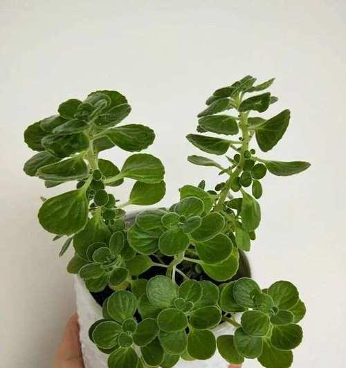 驱蚊草品种选择需要注意什么？