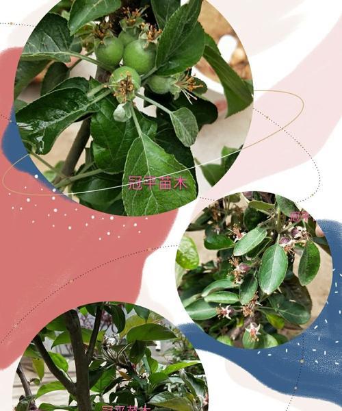 矮化苹果树盆栽剪枝技术有哪些？如何正确剪枝？