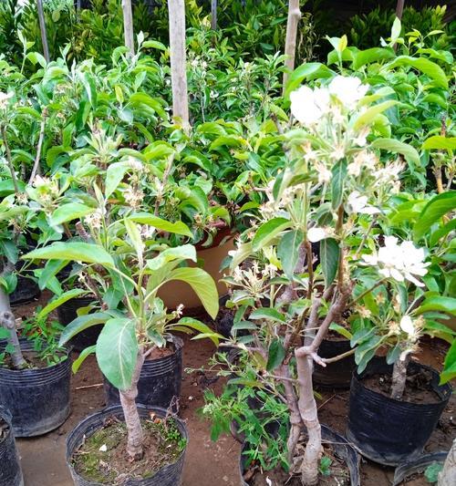 矮化苹果树盆栽剪枝技术有哪些？如何正确剪枝？