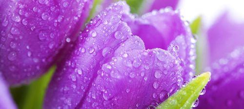 自由与死亡的花语有何深意？花语中自由与死亡象征什么？