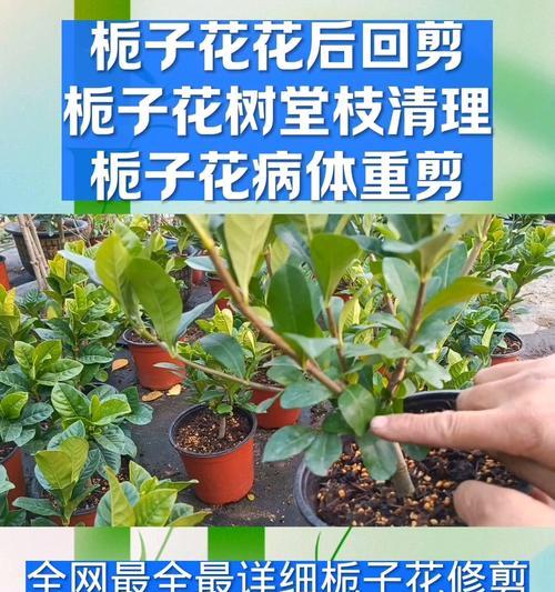 植物修枝的最佳季节是什么时候？修枝有哪些注意事项？