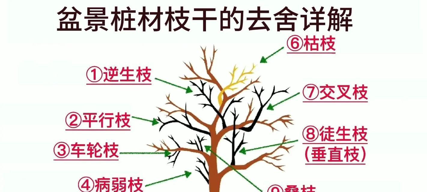 植物修枝的最佳季节是什么时候？修枝有哪些注意事项？